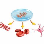 Những hiểu biết về tế bào gốc trong máu