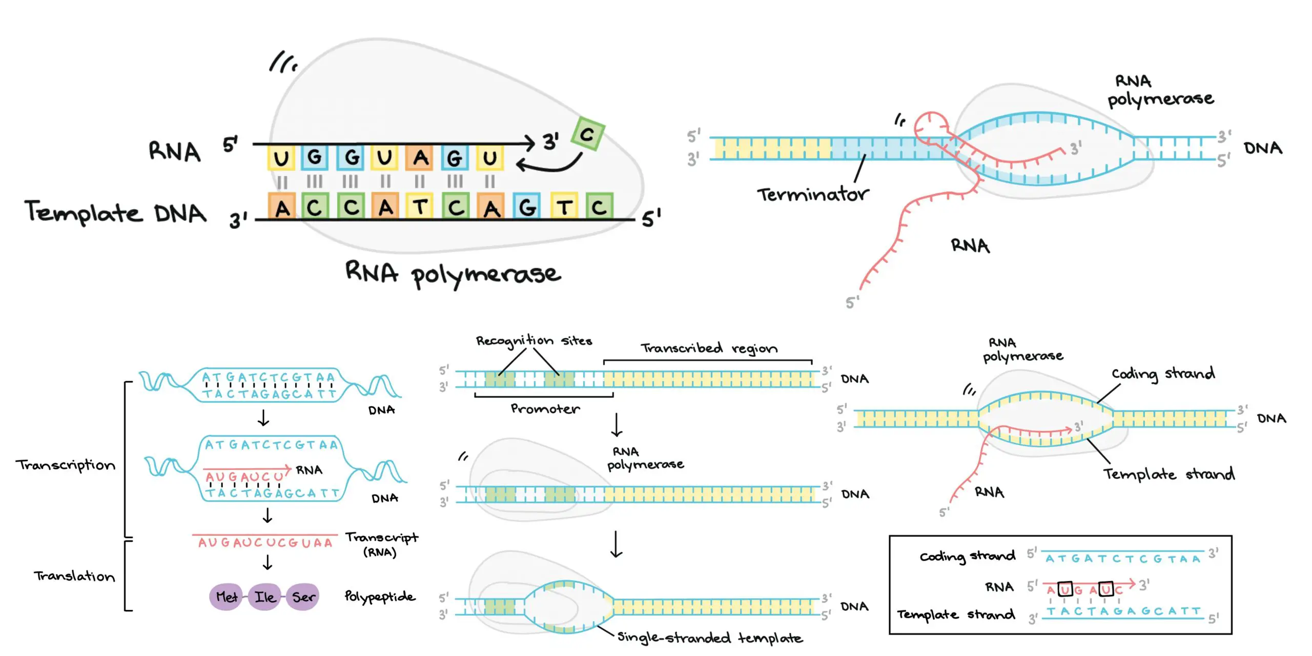Ý nghĩa của sự liên kết giữa RNA-RNA